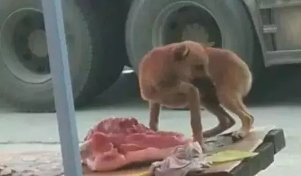 卖肉老板见流浪狗偷吃肉，经常不管不顾，还让其他人不要管