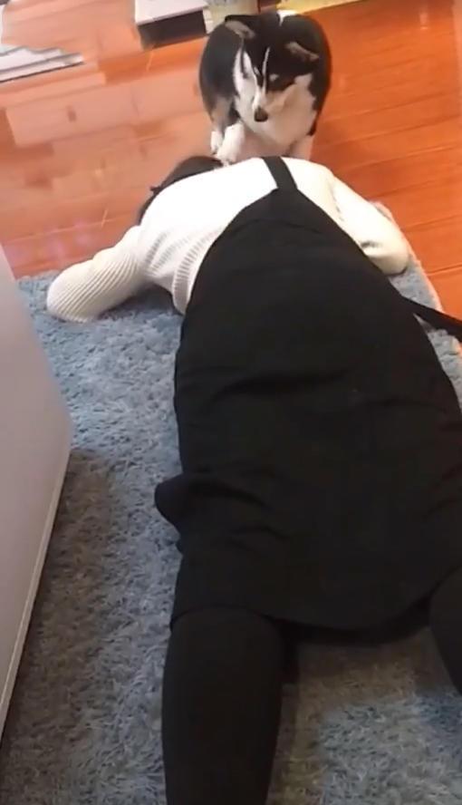 主人测试狗的忠诚度假装晕倒, 狗反应让他心寒, 汪: 终于报仇了