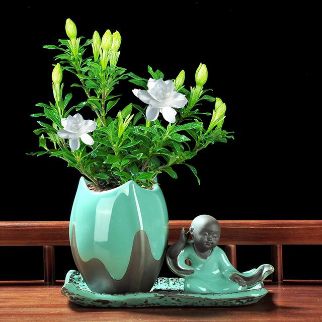 感觉阳台客厅空荡荡？不如种上这些盆栽置物，让家里充满色彩，美观又好看