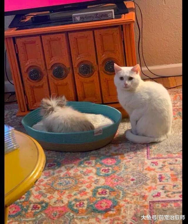 兔子霸占了貓咪的玩具，它可憐兮兮望著主人：你看啊，也不管管！