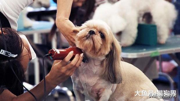 从新手铲屎官到铲屎老司机，都经历过哪些养宠误区？