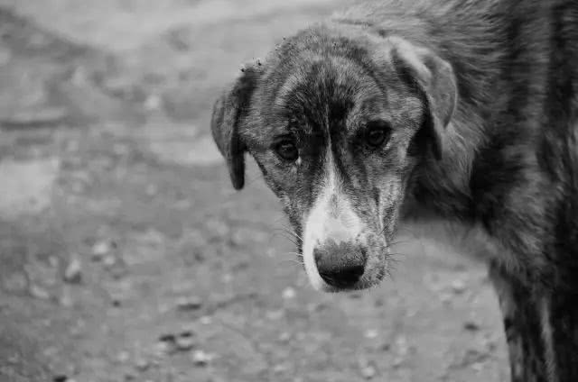 给流浪狗处理伤口，竟毫无反应，它应该早已习惯了疼痛！