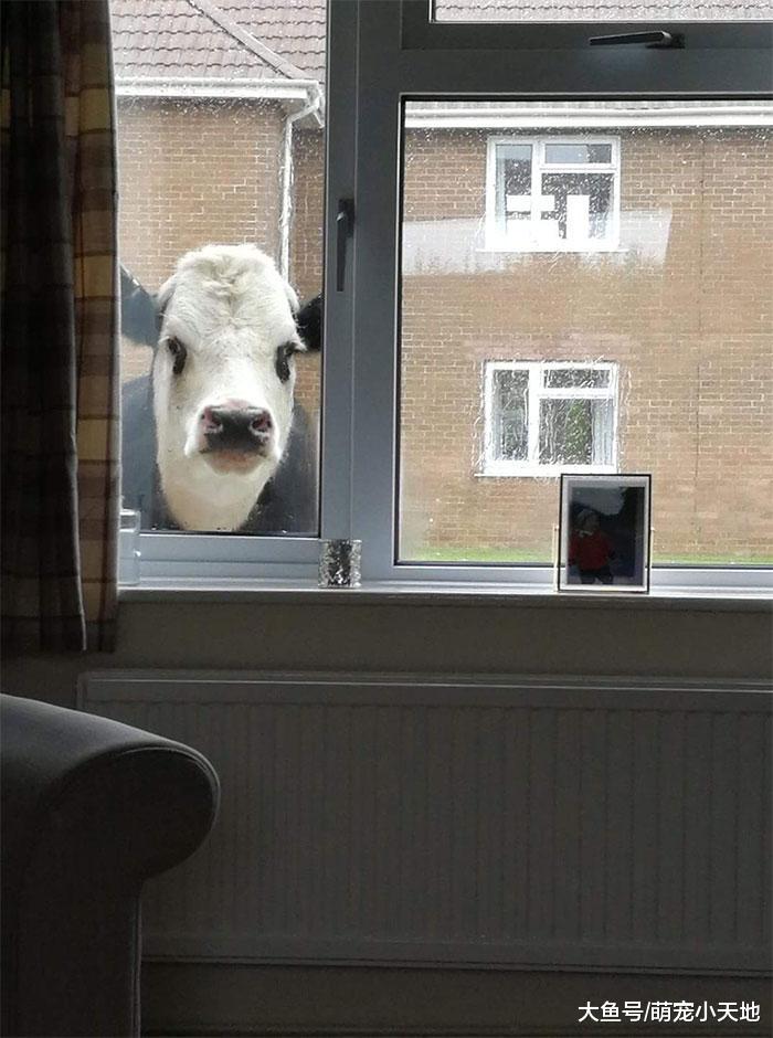 面露凶光！２４张具有威胁感的动物，可爱的你们去哪了？！