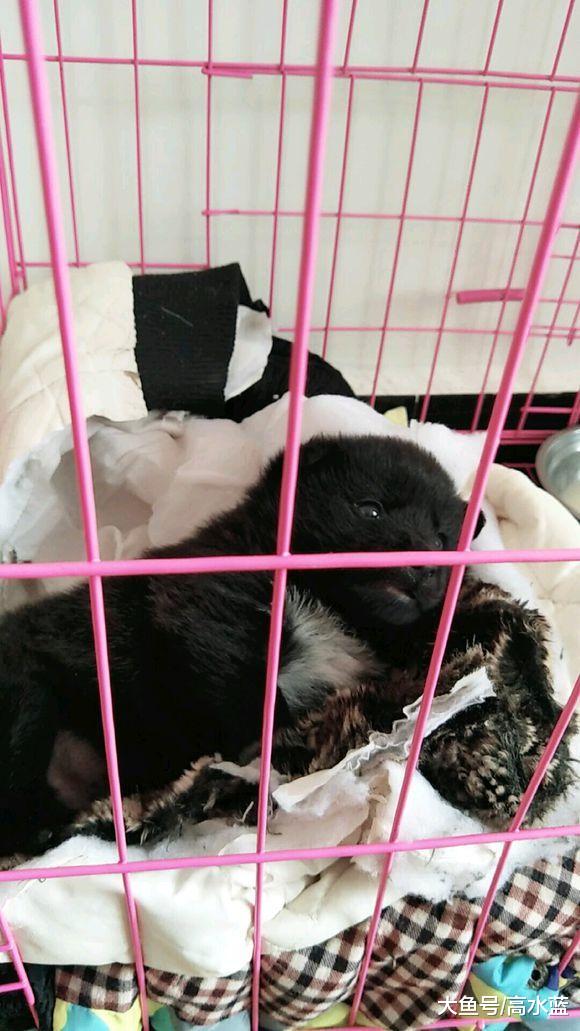 大雪天流浪小狗冻坏路边，女孩二话不说揣怀里，突然身上一凉坏了