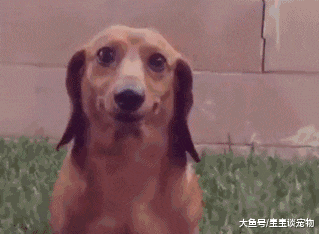 以为睡着了狗会给你盖被子？错！这才是它们的真面目！