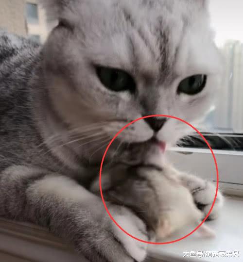 仓鼠被猫咪叼在窗台，却被主人发现，猫：我就舔舔，不吃！