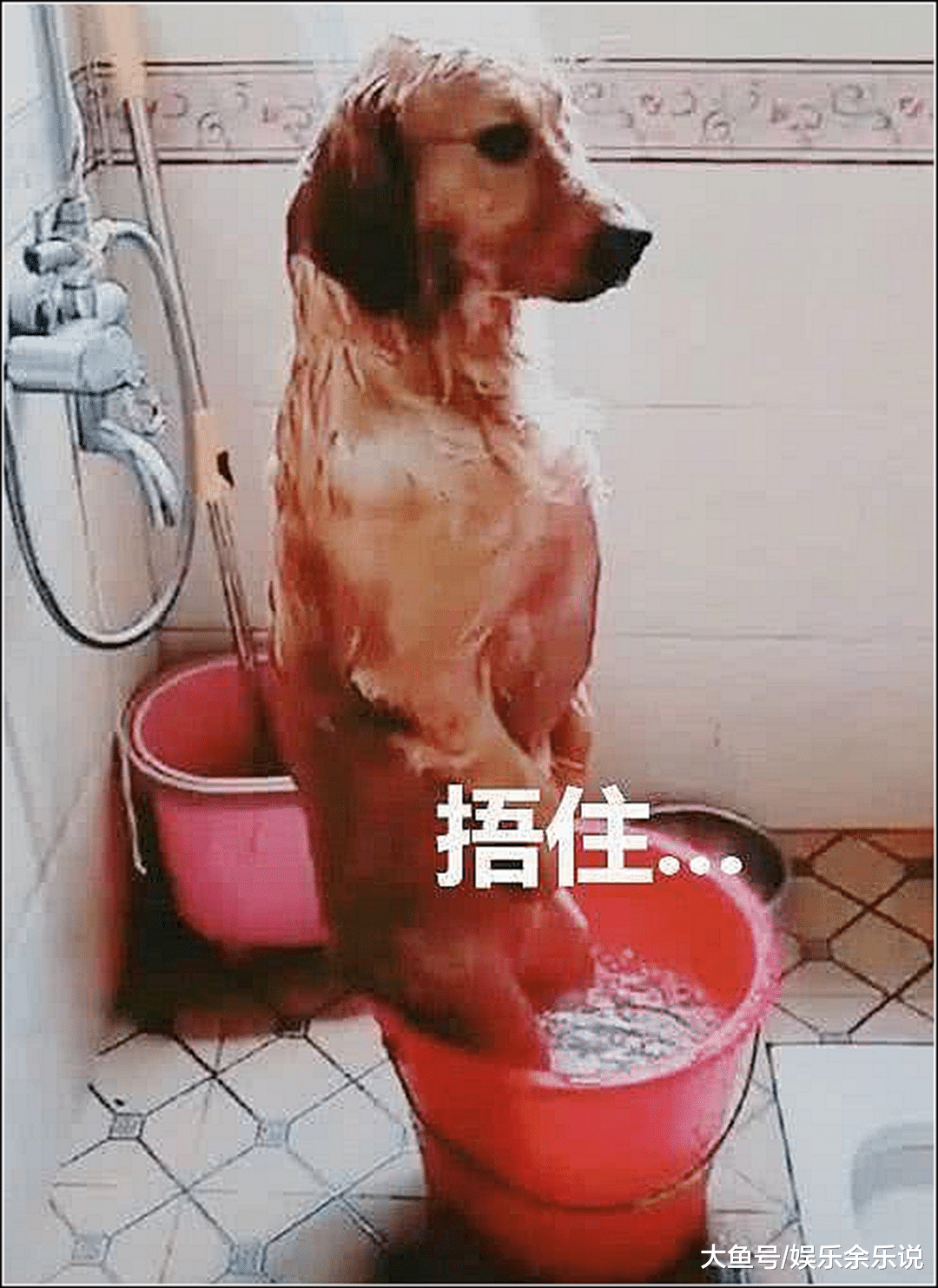 主人给金毛洗澡，洗到一半有急事出门，一个小时回来后看傻眼了