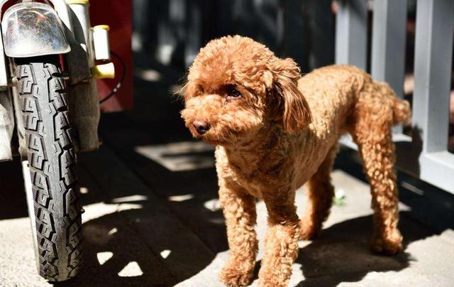 泰迪这5个“求救”信号，宠主千万别视而不见！