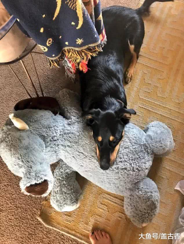 狗狗突然咳嗽，医生却说很健康，主人得知原因后羞愧不已