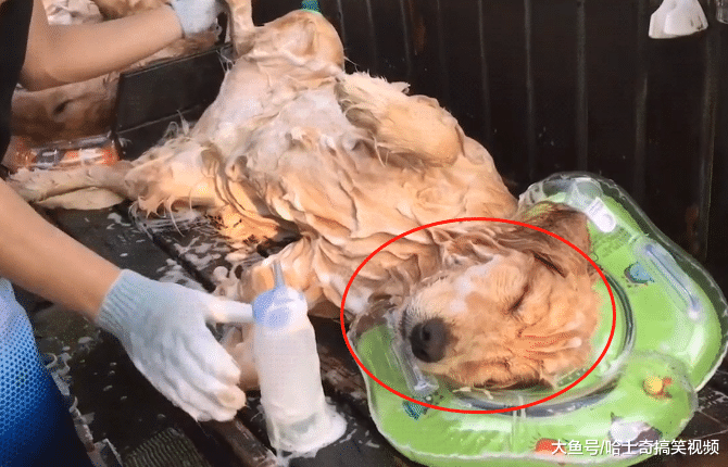 金毛在路邊洗澡，以“癱死”的表情走紅，像過年殺完的兔子