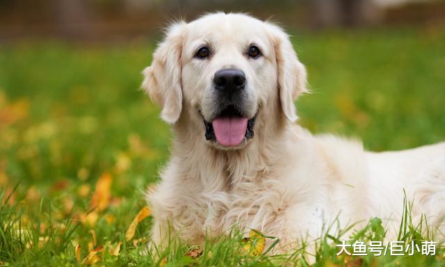 狗狗的耳朵容易受感染，主人要定期帮忙清理，垂耳犬种更要注意