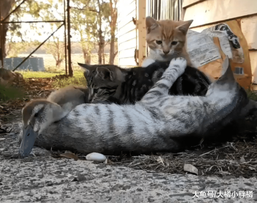 母猫救回一只鸭宝宝，小猫们从不排斥它，它却被养成了“旱鸭子”