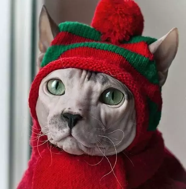 在极其寒冷的俄罗斯冬天，无毛猫是怎样生活的？