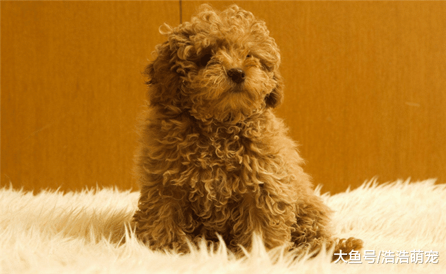 泰迪很聪明，它喜欢主人会有5种表现，你发现了吗？