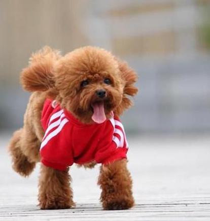 泰迪犬寿命只有10~12岁？6招教你延长狗狗寿命！