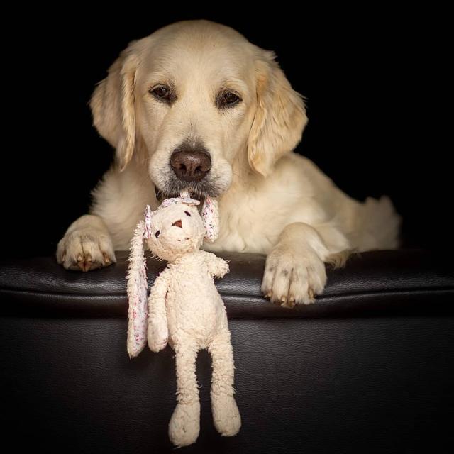 最爱的玩具被困洗衣机！大金毛露出超萌的表情……