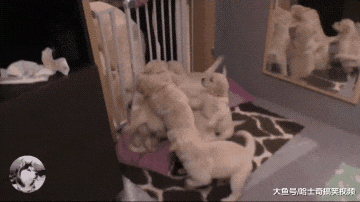 金毛第二胎生了8只娃，结果奶狗才7周大，就不甘心带娃了