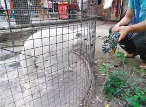 男子在网上花了3000元买了只小萨摩回来，长大后却越看越奇怪