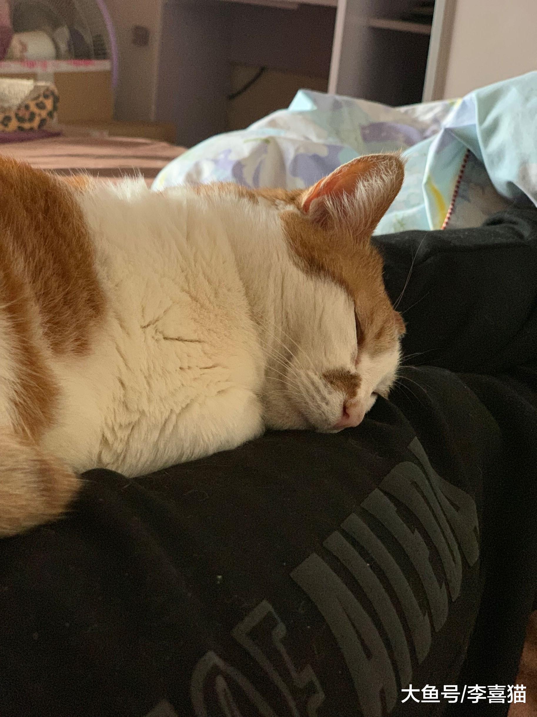 胖胖的肥橘猫虽然很可爱，但铲屎官要始终将猫咪的健康放在第一位