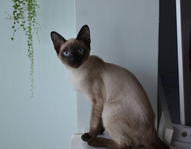 不想养暹罗猫的原因都在这里了，再怎么有钱也不敢养它们