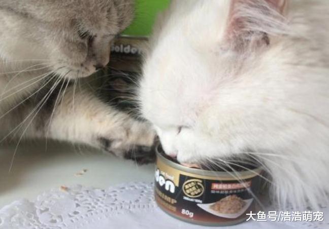 下面5件事只有智商高的猫咪才能做到，你家都会吗？