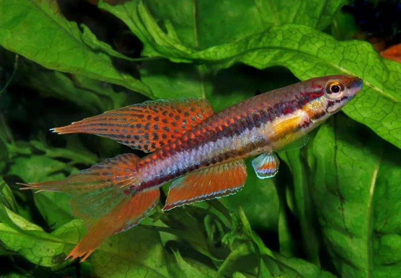 养过这种神奇的观赏鱼吗？鱼卵可以干燥保存好几个月