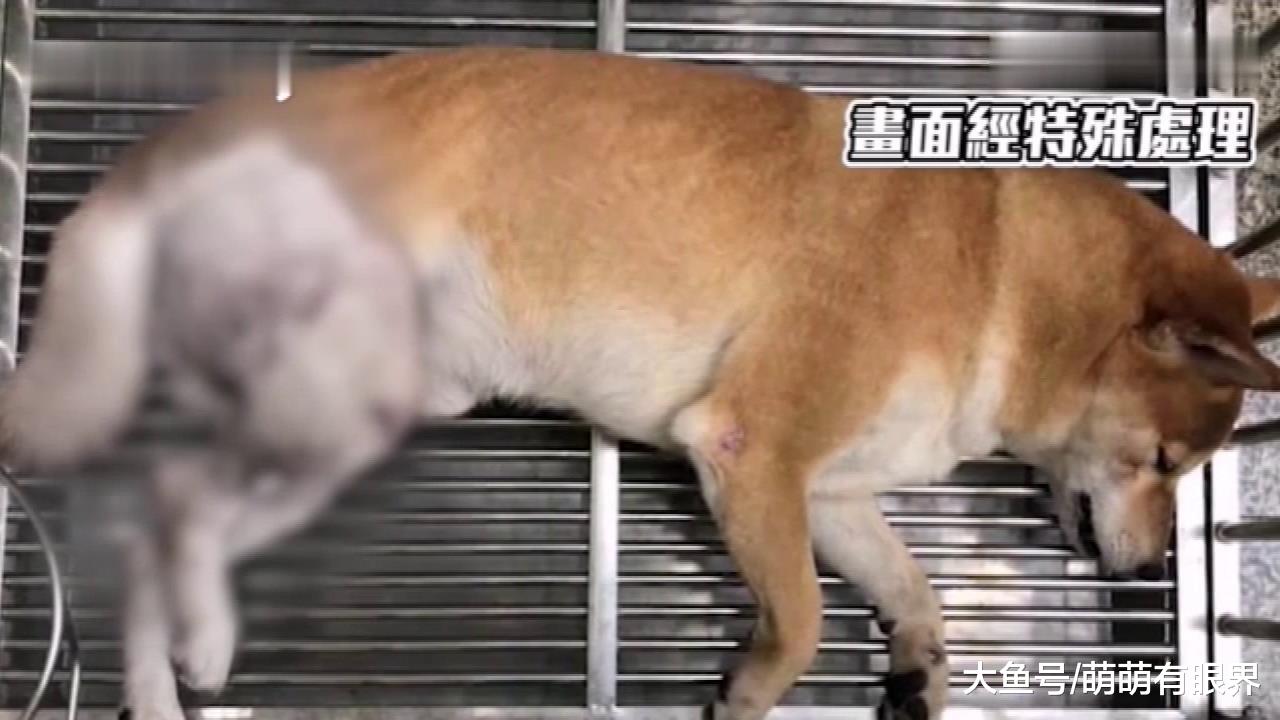 比特犬没牵绳没戴嘴套，忽然冲出狠咬大黄狗，大黄蛋蛋被咬碎，主人崩溃……