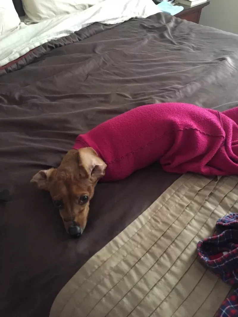 ?被困在袖子里的汪星人