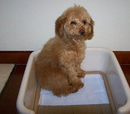 如何训练泰迪定点大小便？