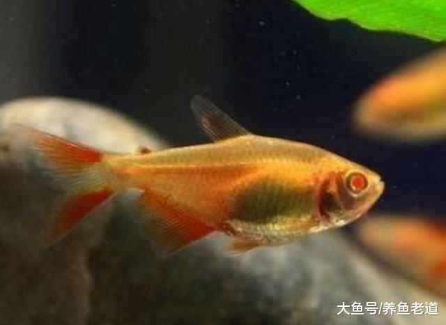 市面上常见的小观赏鱼混养原则，还要小心大鱼的孩子！