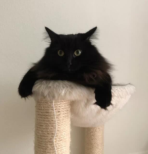 养猫我们日常必需品（用品）有哪些呢？