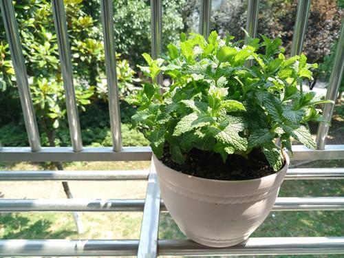 乐Pro3双摄AI版摄影技巧终章—手机拍照也能媲美单反