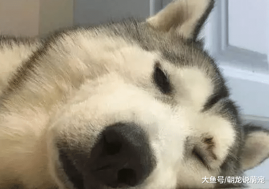 二哈把小主人的腿当枕头，当看到表情后，让家人笑得胃疼！