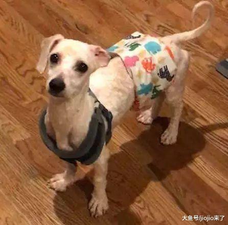 狗狗终日被挤在笼内，被救后它的一个举动让主人看了心痛落泪