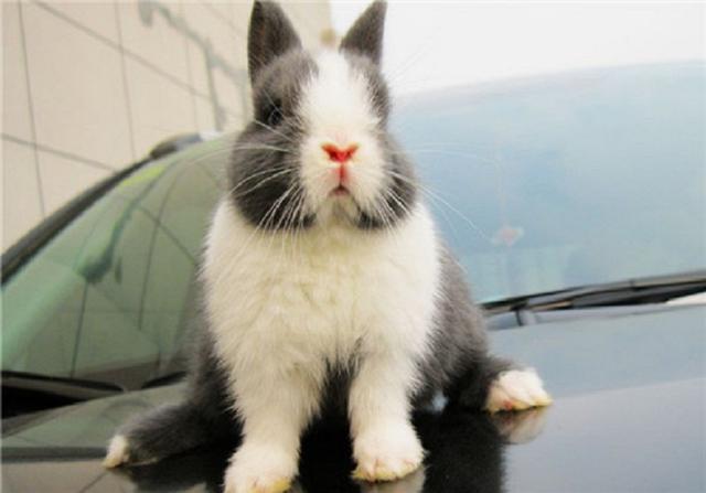 和中秋节关系最密切的宠物兔，流行3大品种，最正宗的却濒临失宠