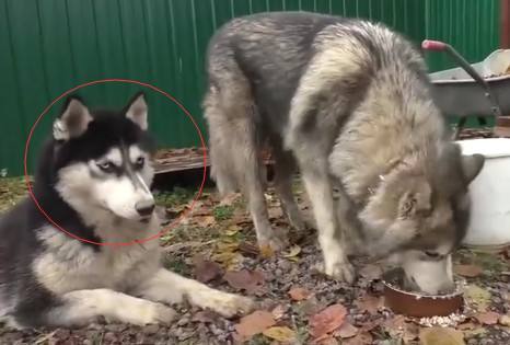 狗生贏家，在狼群混成老大，娶貌美母狼當老婆，生下混血小狼狗