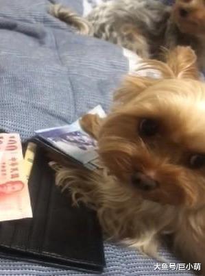 狗狗从小就拜金，经常偷主人钱包，拿主人的钱还要凶主人！