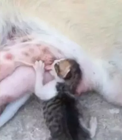 狗妈妈躺在路边喂奶，一看它的狗宝宝竟然不是狗，真相让人感动！