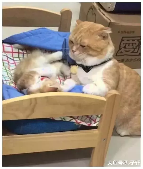 公猫照顾小女儿，眼神中的那股柔情，感觉比一个亿还要叫人心动！