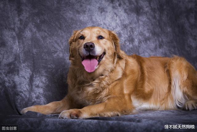 这5种狗狗，明明体型很大，却一个比一个温顺