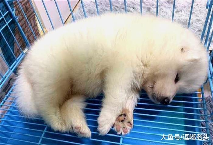 小时候的萨摩耶，既萌又乖巧，我的手机相册里只有它