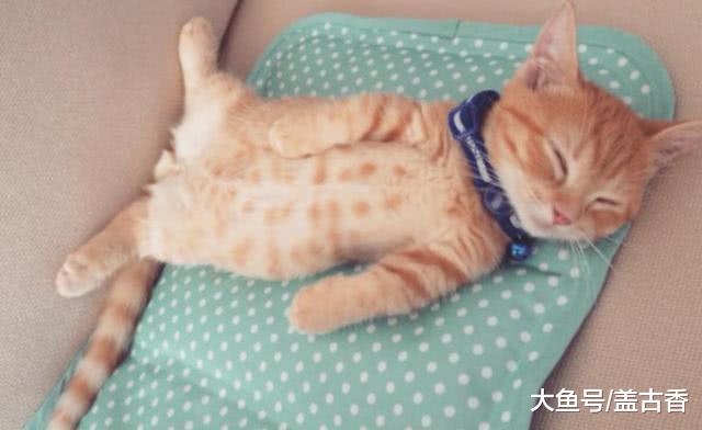 网友养了只橘猫，却被调侃：让猫走点路，把脚都磨没，看后笑喷了