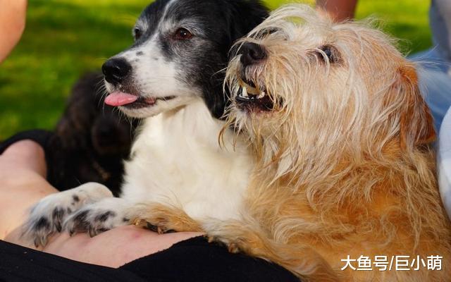 你一进食，狗狗就在餐桌旁乞讨，怎样抵挡狗狗的撒娇式叫唤？