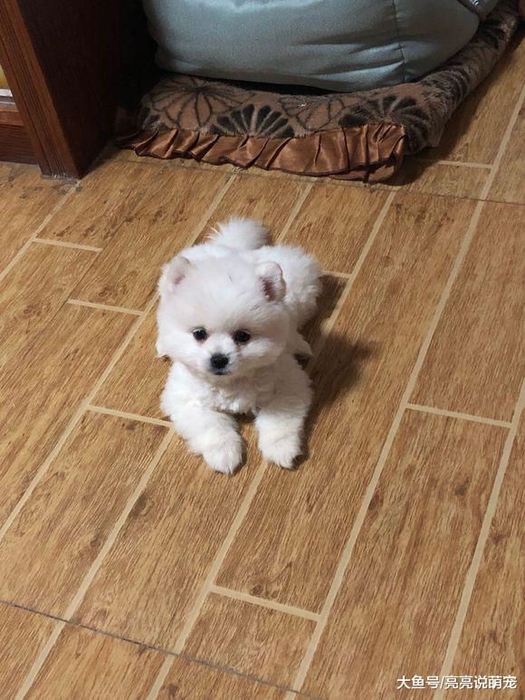 博美就是个“开心果”，没有它在身边，可能早就放弃这座城市了