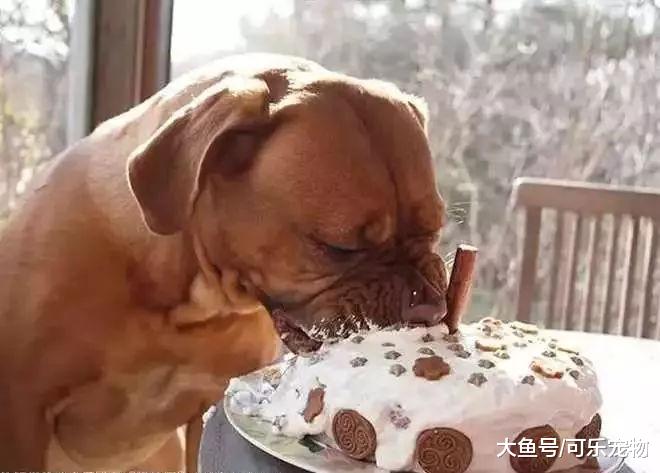 主人给宠物狗过生日，结果狗看到蛋糕无动于衷：本汪只想吃肉！