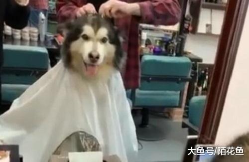 主人带狗子理发还给它弄了个锡纸烫 网友：已走上狗生巅峰