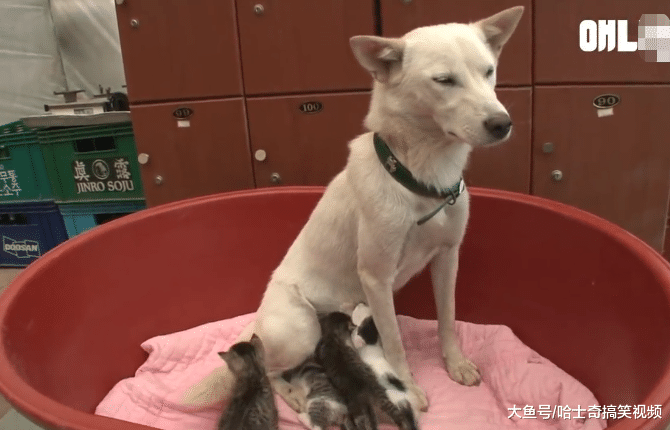 狗妈丢下自己孩子，捡了一窝奶猫喂养，原来是在保护小奶狗