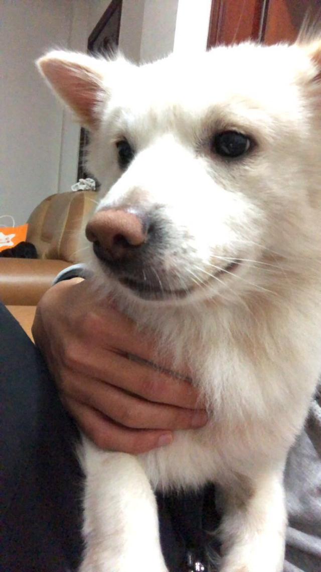 汕头金平区下岐宫下路附近寻找田园犬胖胖