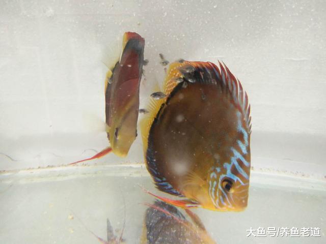 神仙鱼和七彩神仙鱼相比，哪个更容易繁殖，各有什么优缺点？