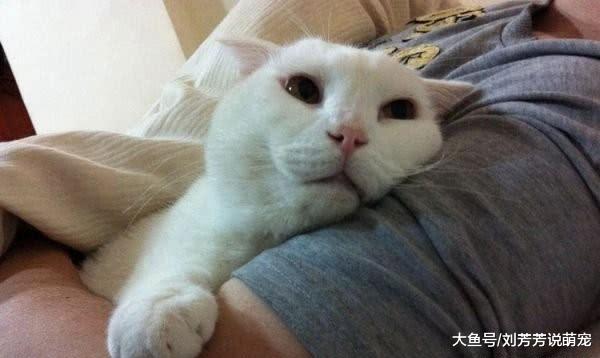为何一觉醒来，猫咪总会出现在主人床头？网友：再也不敢养猫！